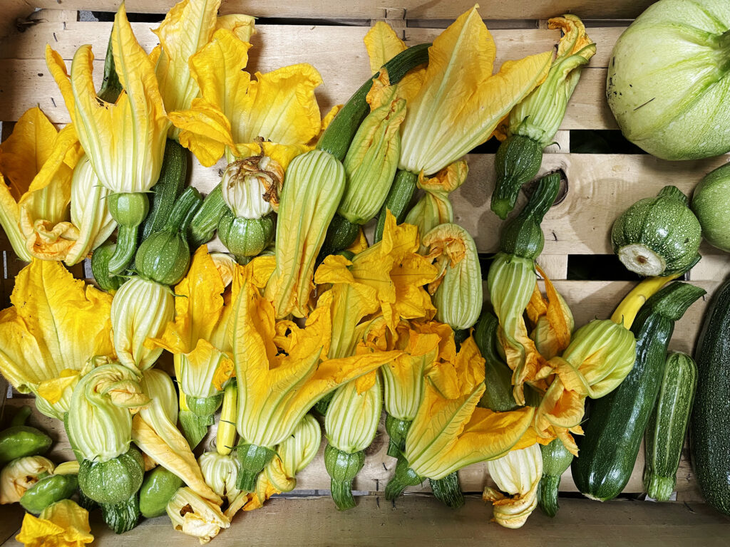 Recoltes des fleurs de courgettes